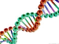 DNA-molekyl